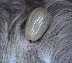 Dog tick clearance head